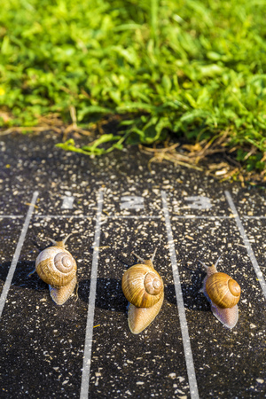 Snail run, near the Finish line, One two three  on the ground near green grass, funny conceptの写真素材