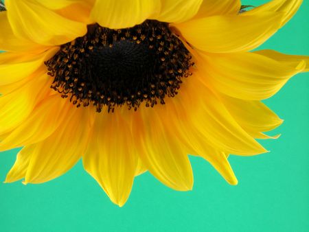 close-ups of beauty sunflower on green backgroundの写真素材