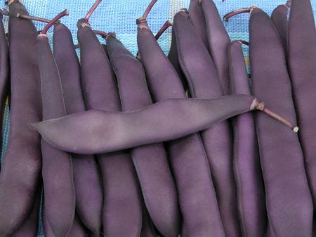 close-ups of purple string beansの写真素材