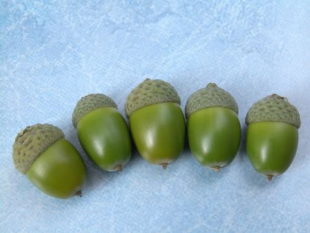 green acorns on blueの写真素材