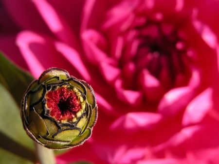 bud of flowerの写真素材