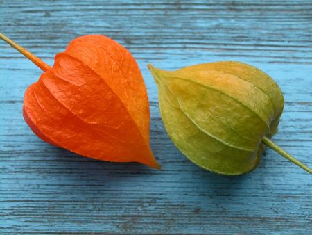 Physalis alkekengiの写真素材