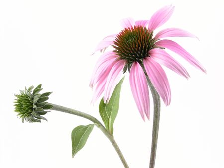 close-ups of echinacea flower and bud isolated on whiteの写真素材