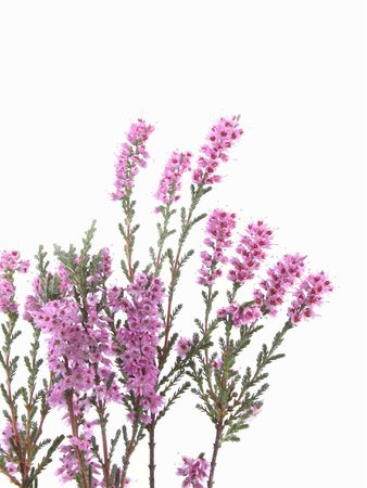 bunch of heather isolated on whiteの写真素材