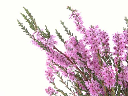 bunch of heather isolated on whiteの写真素材
