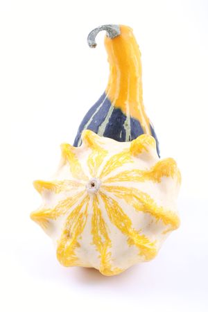 colorful pumpkins isolated on whiteの写真素材