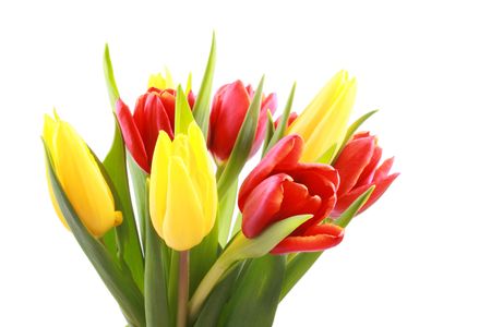 bunch of lovely red and yellow tulips isolated on whiteの写真素材
