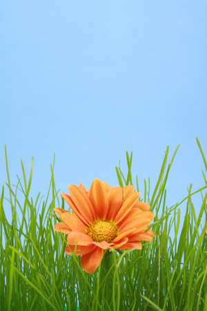 lovely orange daisy in green grass on blue skyの写真素材