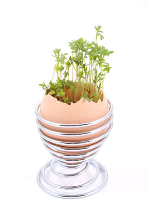 Easter decoration egg with green cress on blueの写真素材