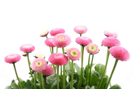close-ups of pink daisy flowers isolated on whiteの写真素材