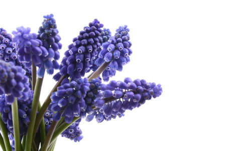 lovely bunch of grape hyacinth isolated on whiteの写真素材