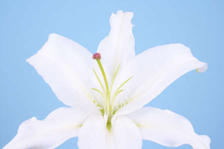 close-ups of white lily flower on blue backgroundの写真素材