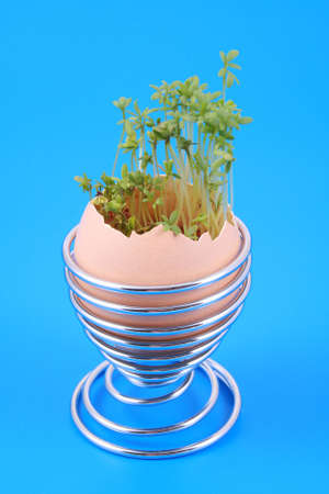 Easter decoration egg with green cress on blueの写真素材