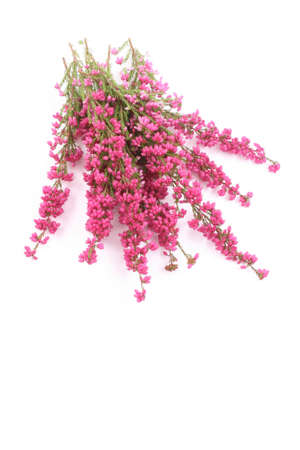close-ups of heather isolated on whiteの写真素材