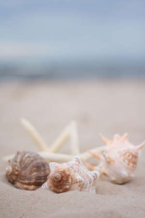 collection of shells on the beach - holiday time