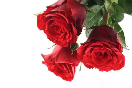 three beautiful red roses isolated on whiteの写真素材