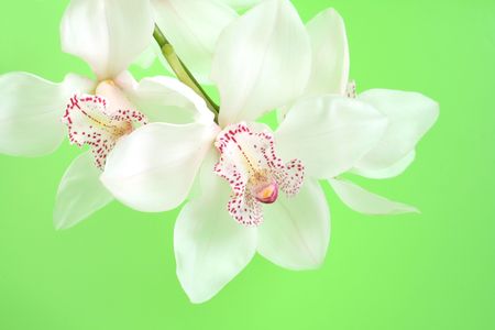 close-ups of white orchid isolated on green backgroundの写真素材
