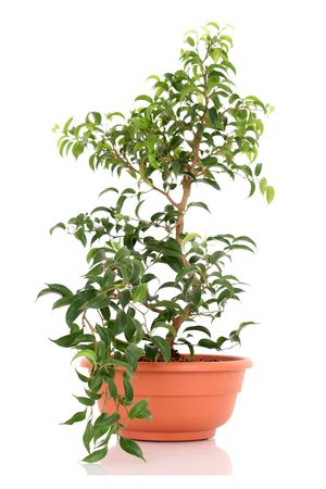 bonsai tree - ficus isolated on whiteの写真素材