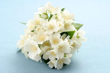 bunch of beautiful jasmin on blueの写真素材