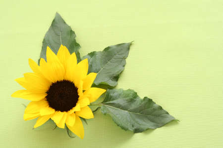 beautiful sunflower on green backgroundの写真素材