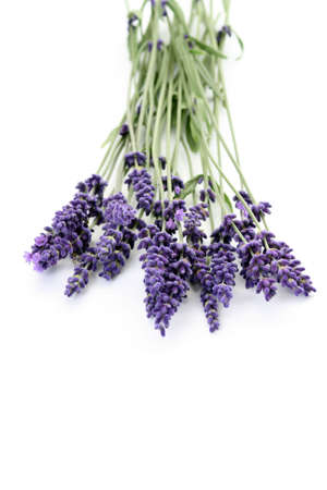bunch of lavender on white backgroundの写真素材