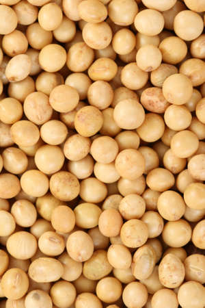 backbround of soybeans - food and drinkの写真素材