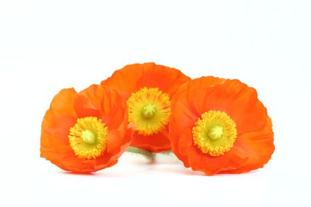 close-ups of red poppies isolated on whiteの写真素材