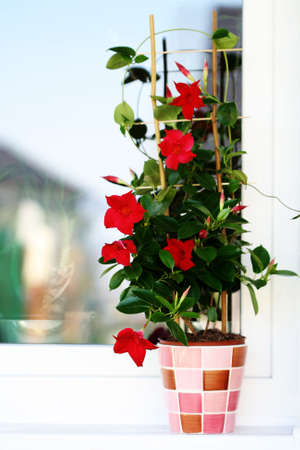 window with beautiful clematis flower - flowers and plantsの写真素材