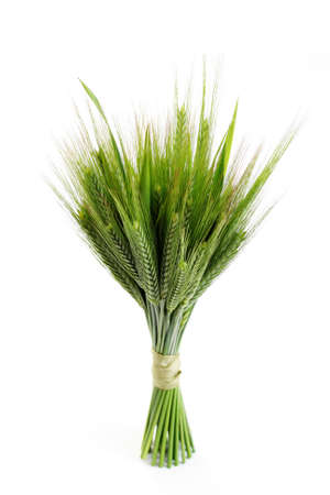 green wheat isolated on white - spring timeの写真素材