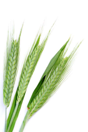 green wheat isolated on white - spring timeの写真素材