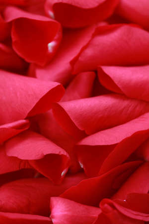 background of beautiful roses - flowers and plants