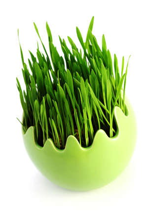green grass in egg on white background - flowers and plantsの写真素材