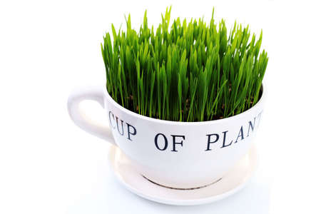 green grass in big cup on white background - flowers and plantsの写真素材