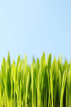 close-ups of green grass -  flowers and plants