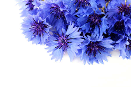 blue cornflowers on white background - flowers and plantsの写真素材