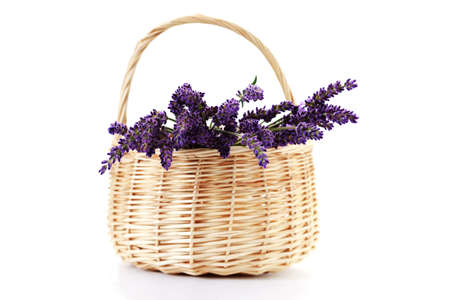 basket with lavender flowers on white background - flowers and plantsの写真素材