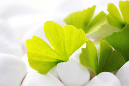 green ginko leaves with white stones - beauty treatmentの写真素材