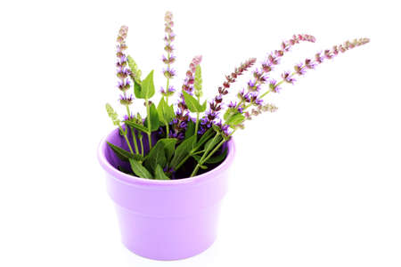 pot of sage flowers on white - herbs and spicesの写真素材