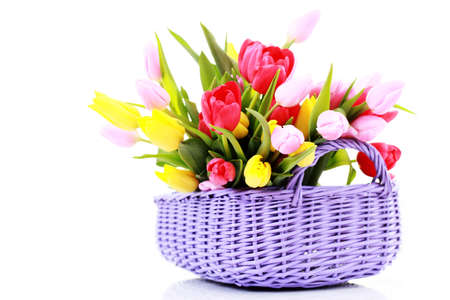 basket full of tulips on white - flowers and plantsの写真素材