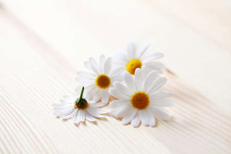 pile of camomille flowers - beauty treatmentの写真素材