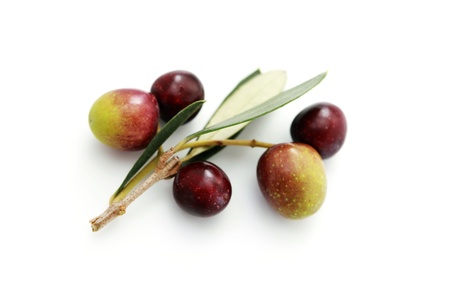olive branch on white background - food and drinkの写真素材