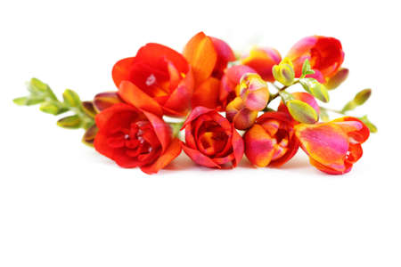 bunch of lovely freesia on white background - flowers and plantsの写真素材