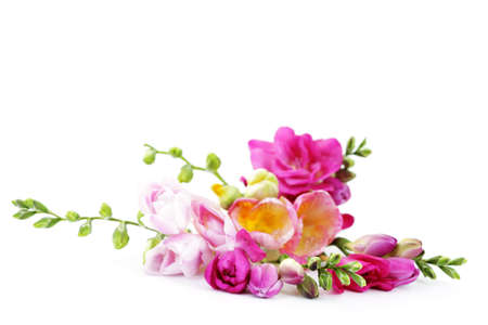 bunch of lovely freesia on white background - flowers and plantsの写真素材