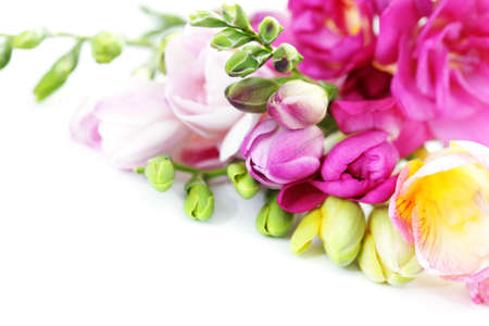 bunch of lovely freesia on white background - flowers and plantsの写真素材