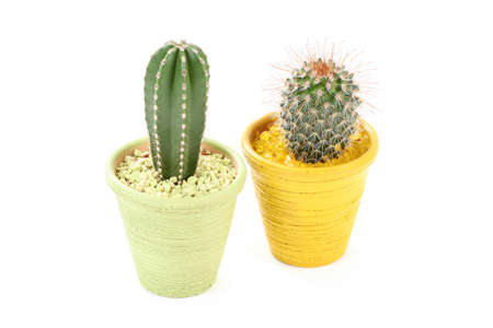 small cactus in yellow and green pot isolated on whiteの写真素材