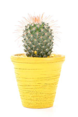 small cactus in yellow pot isolated on whiteの写真素材