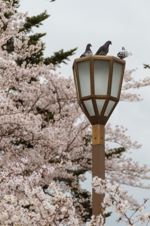 Pigeons on lamp post with sakura background in Osaka Castle Park, Japanの写真素材