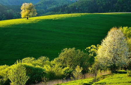 Spring meadows and fields landscape in Slovakiaの写真素材