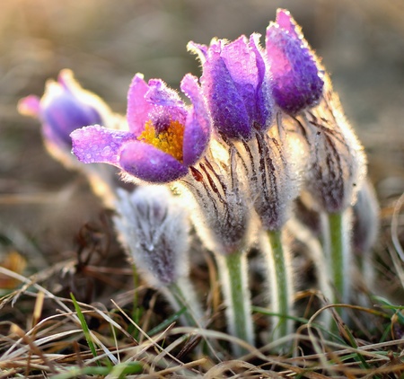 Beautiful spring pulsatilla flowers with purple petals