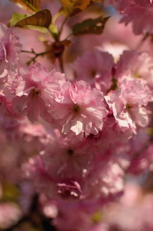 Beautiful pink cherry blossom tree in spring timeの写真素材